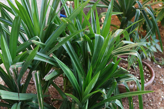 Indonesia-Plants-Pandan / Pandan Wangi
