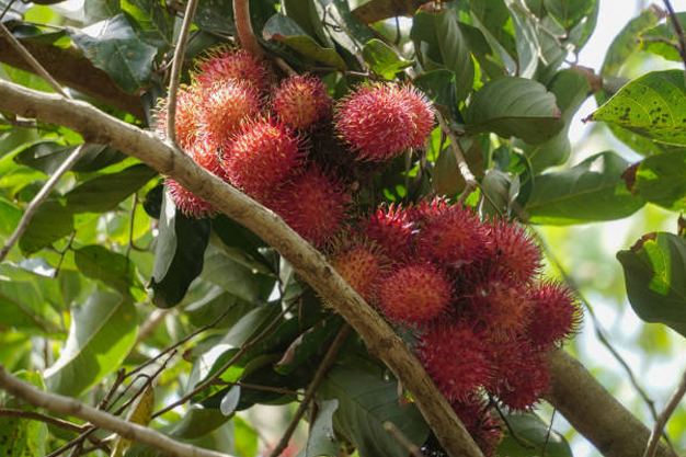 Indonesia-Plants-Rambutan