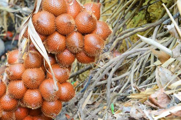 Indonesia-Plants-Salak / Snake Fruit