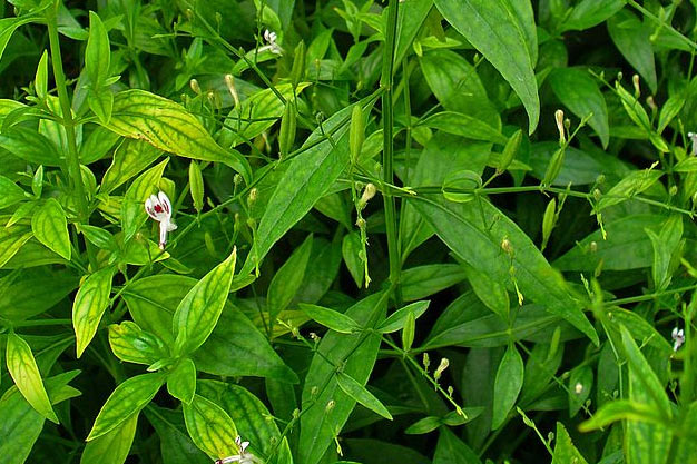 Indonesia-Plants-Sambiloto