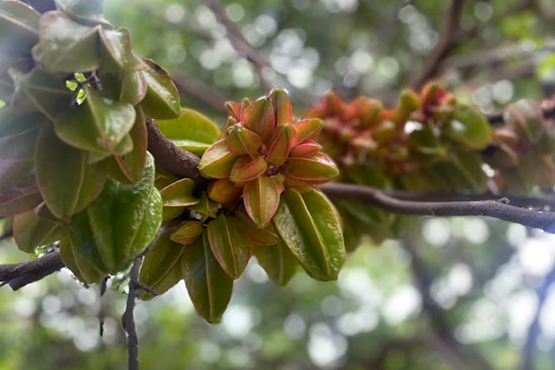 Indonesia-Plants-Starfruit / Belimbing