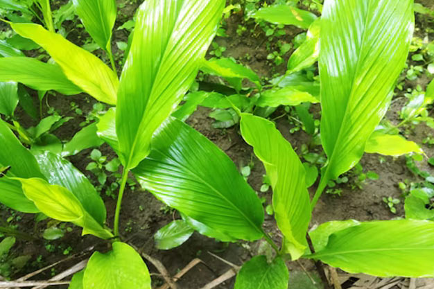 Indonesia-Plants-Turmeric