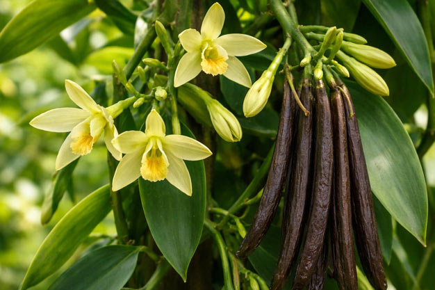 Mexico-Plants-Vanilla