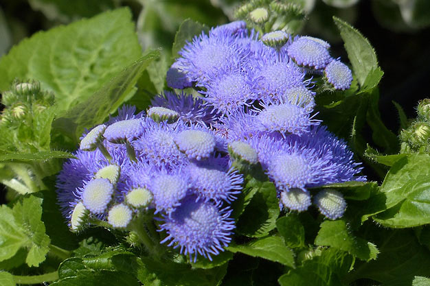 Mexico-Flowers-Ageratum
