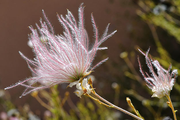 Mexico-Flowers-Apache Plume