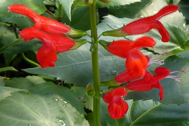 Mexico-Flowers-Belize Sage