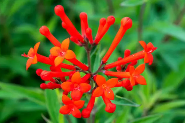 Mexico-Flowers-Bouvardia