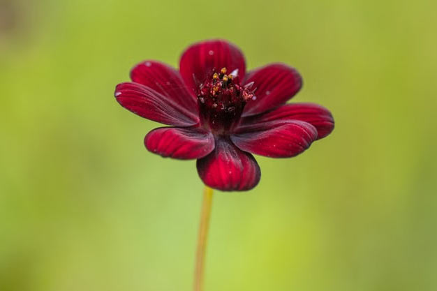 Mexico-Flowers-Chocolate Cosmos