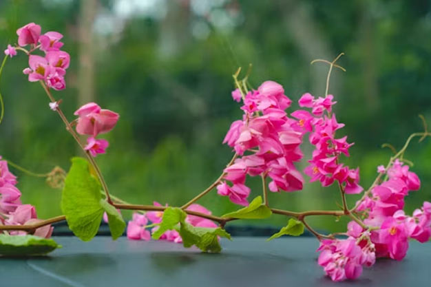 Mexico-Flowers-Coral Vine