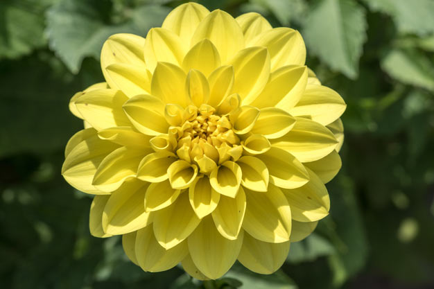 Mexico-Flowers-Dahlia