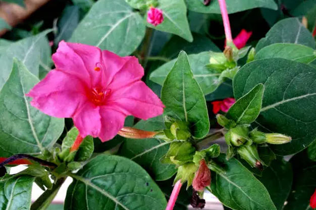 Mexico-Flowers-Four O'Clock