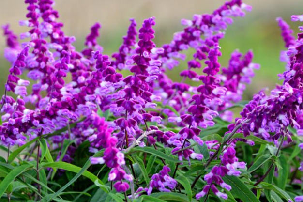 Mexico-Flowers-Mexican Bush Sage