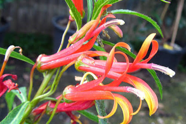 Mexico-Flowers-Mexican Cardinal
