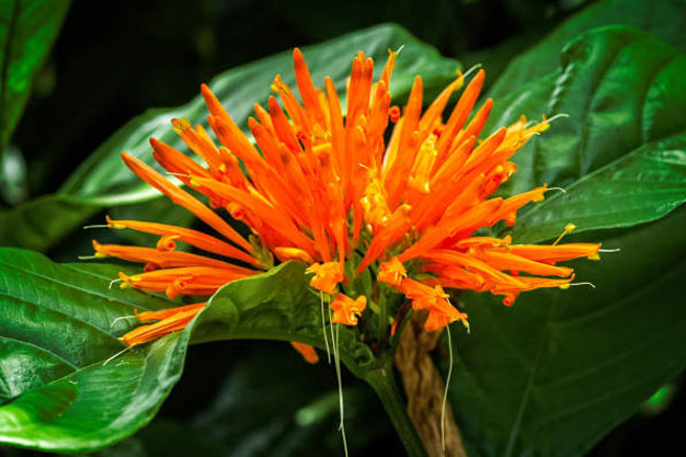 Mexico-Flowers-Mexican Honeysuckle