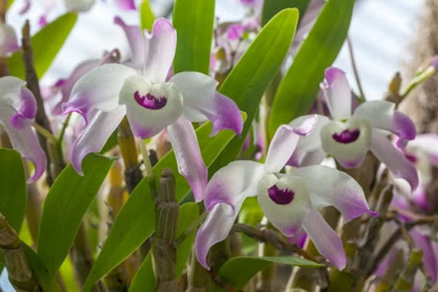 Mexico-Flowers-Laelia Orchid