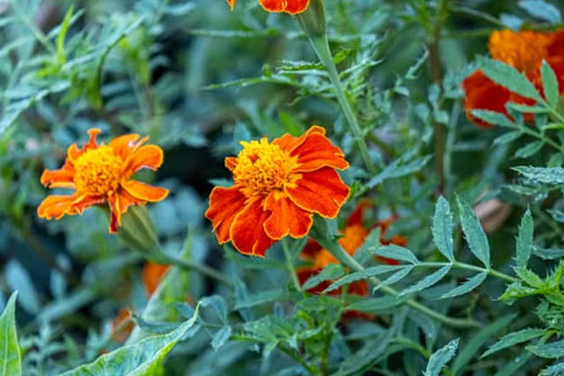 Mexico-Flowers-Mexican Marigold