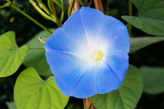 Mexico-Flowers-Mexican Morning Glory
