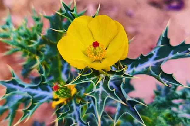 Mexico-Flowers-Mexican Poppy