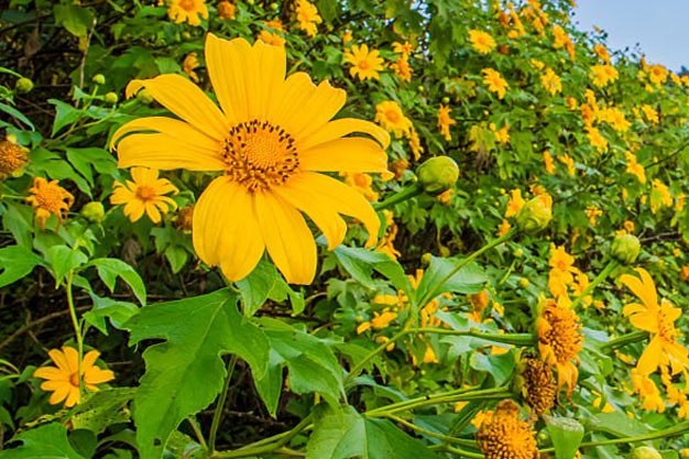 Mexico-Flowers-Mexican Sunflower