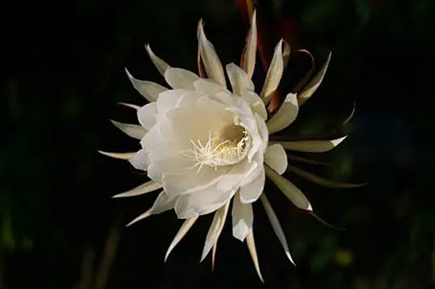 Mexico-Flowers-Orchid Cactus
