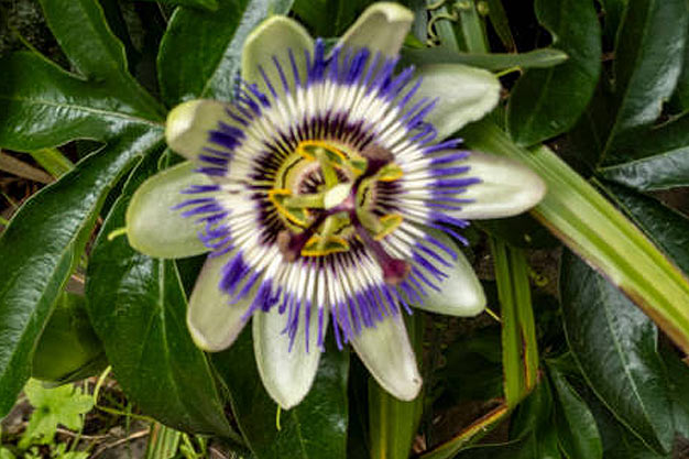 Mexico-Flowers-Passion Flower