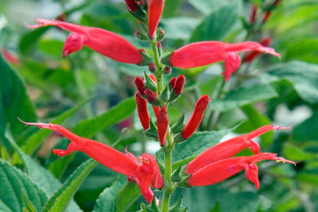 Mexico-Flowers-Pineapple Sage