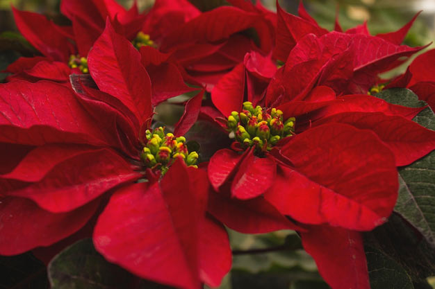 Mexico-Flowers-Poinsettia