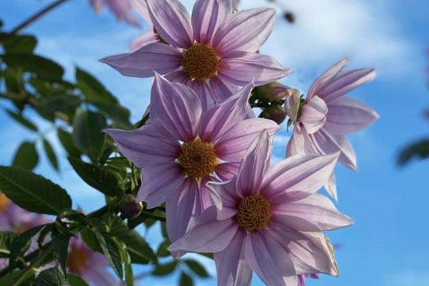 Mexico-Flowers-Tree Dahlia