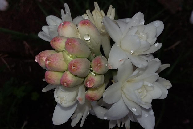 Mexico-Flowers-Tuberose