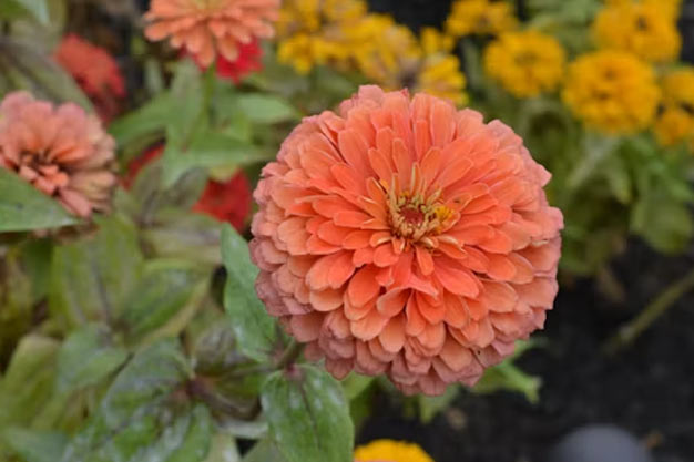 Mexico-Flowers-Zinnia
