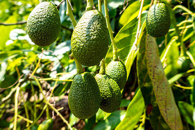 Mexico-Plants-Avocado