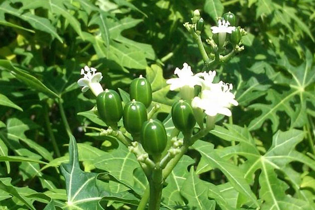 Mexico-Plants-Chaya/Tree Spinach
