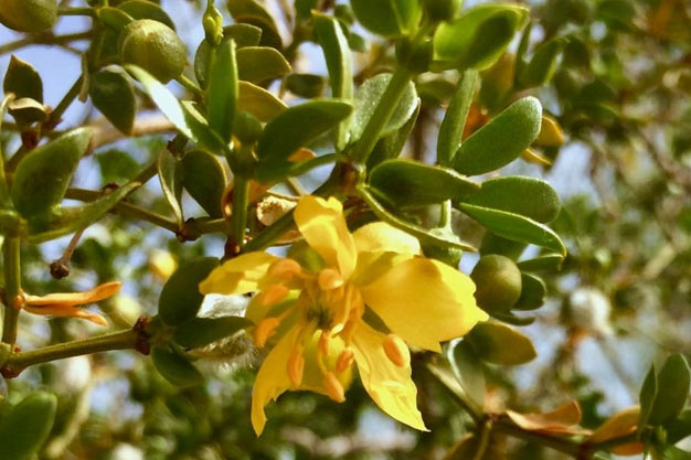 Mexico-Plants-Creosote Bush