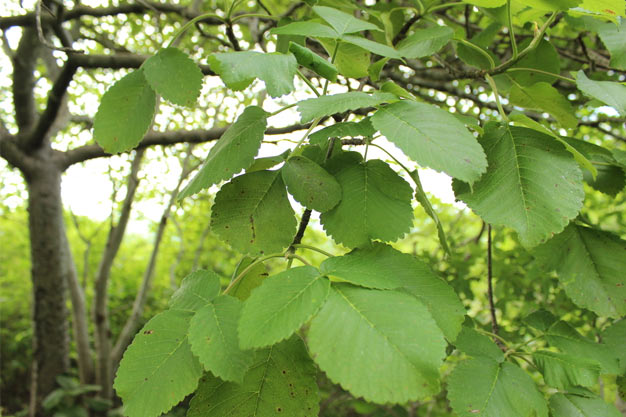 Mexico-Plants-Cuachalalate