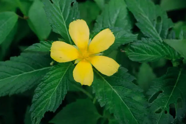 Mexico-Plants-Damiana