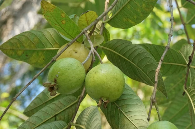 Mexico-Plants-Guava