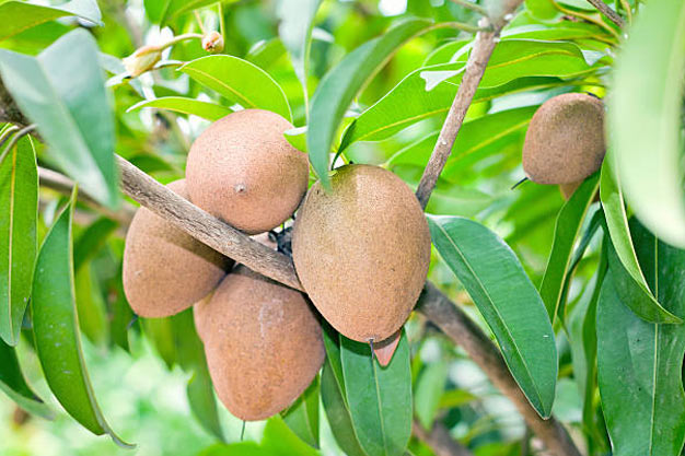 Mexico-Plants-Mamey Sapote
