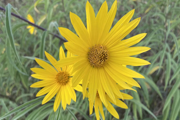 Mexico-Plants-Mexican Arnica