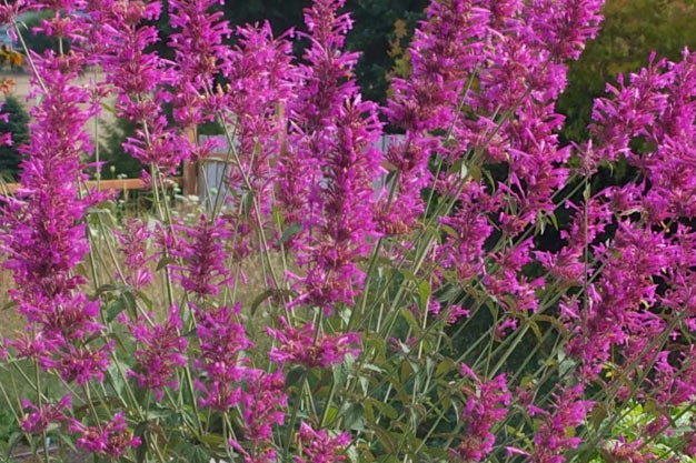 Mexico-Plants-Purple Giant Hyssop