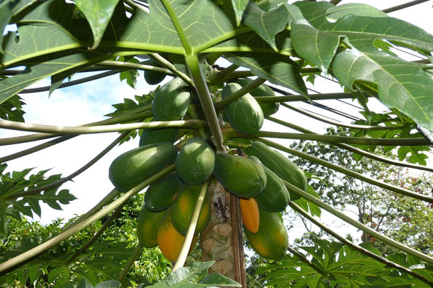 Mexico-Plants-Papaya