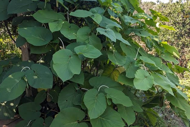 Mexico-Plants-Mexican Pepperleaf