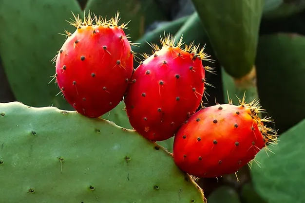 Mexico-Plants-Prickly Pear/Tuna