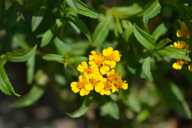 Mexico-Plants-Mexican Tarragon
