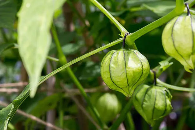 Mexico-Plants-Tomatillo