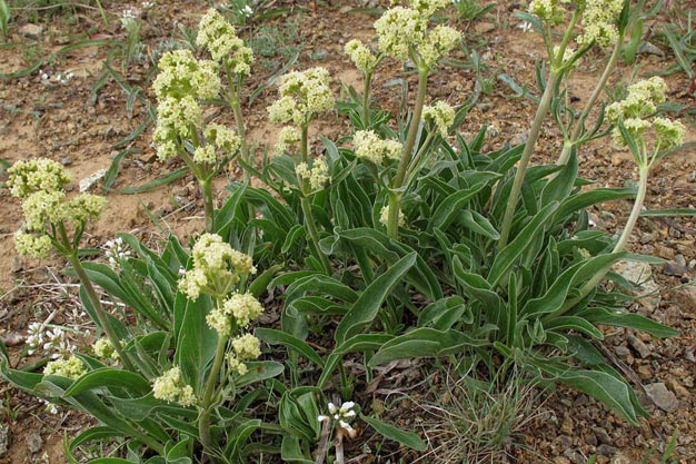 Mexico-Plants-Mexican Valerian