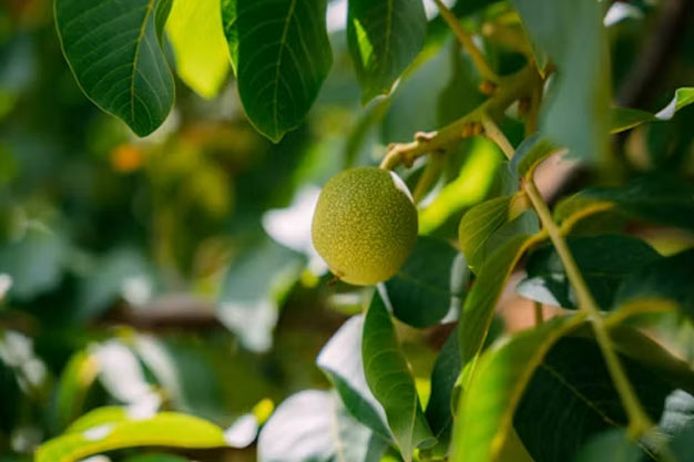 Mexico-Plants-White Sapote