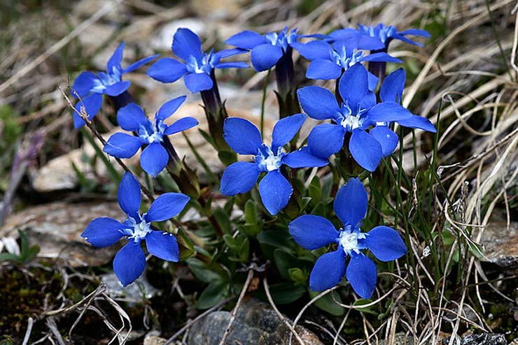 Sweden-Flowers-Alpine Gentian