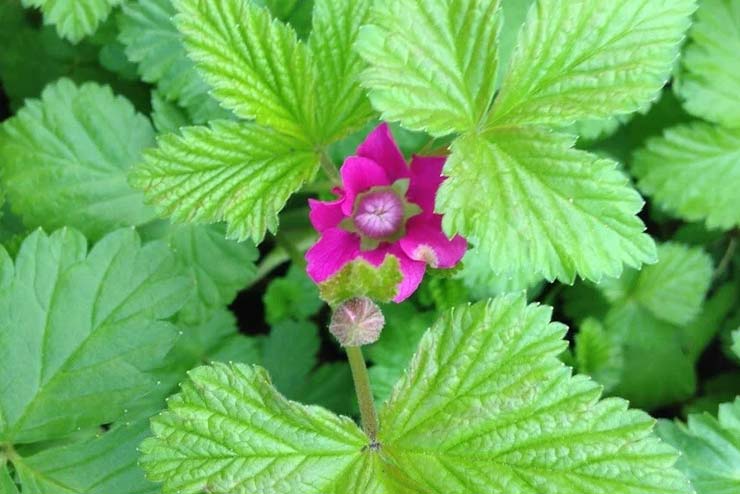 Sweden-Flowers-Arctic Bramble Flower