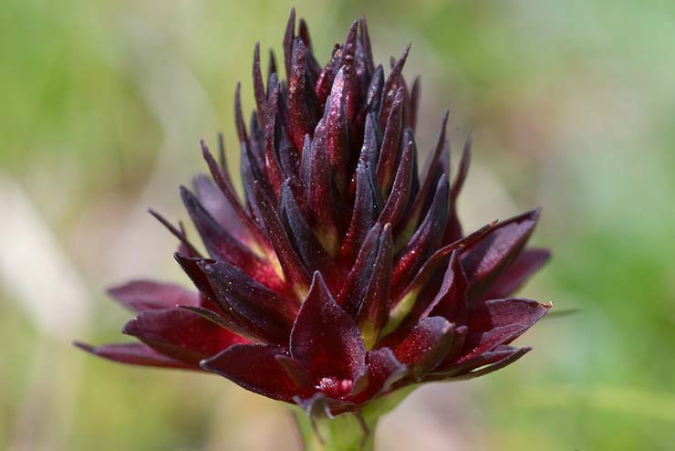 Sweden-Flowers-Black Vanilla Orchid