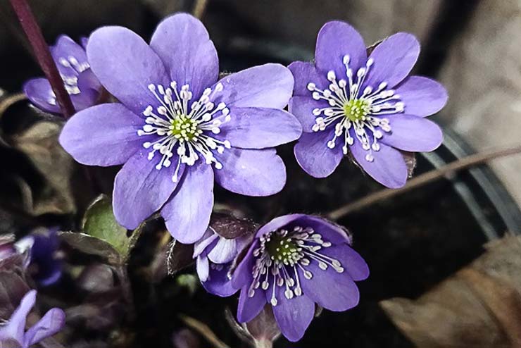 Sweden-Flowers-Blue Anemone
